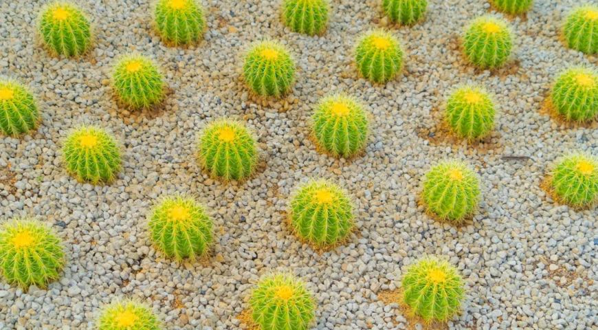 Sustainable Landscaping with Waterstone’s Xeriscaping Services